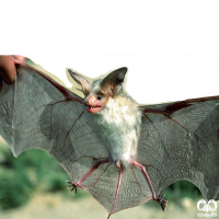 گونه خفاش بیابانی آسیای میانه  Central Asian Desert Bat 